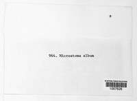 Microstroma album image